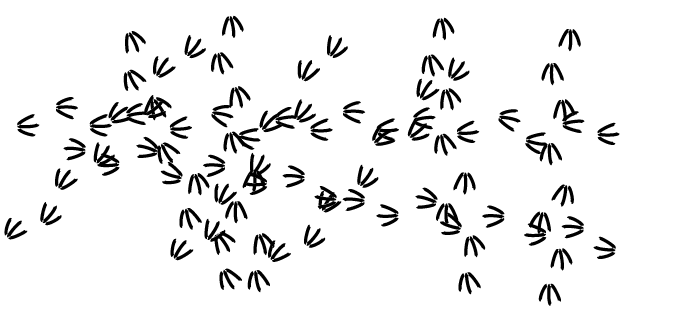 Multiple, intersecting bird tracks.