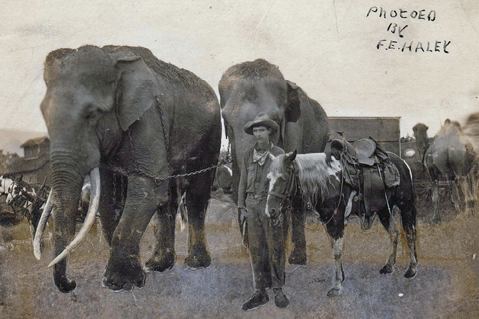 Man with horse standing next to two elephants