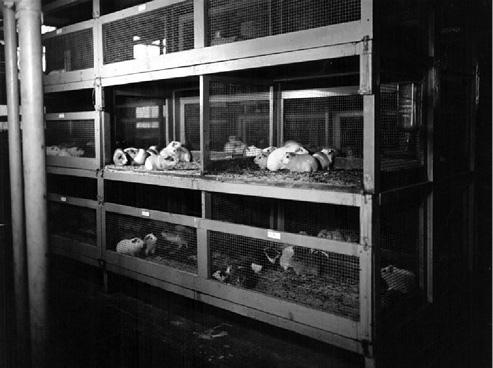 Guinea pigs in a rack of cages