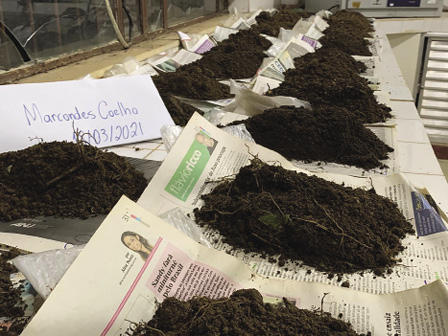 Colour photograph: Close up of rows of soil samples on pieces of newspaper on a shelf in a laboratory.