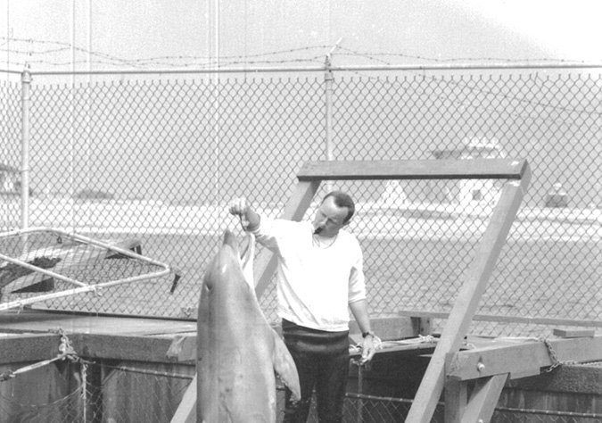 Man feeding jumping dolphin