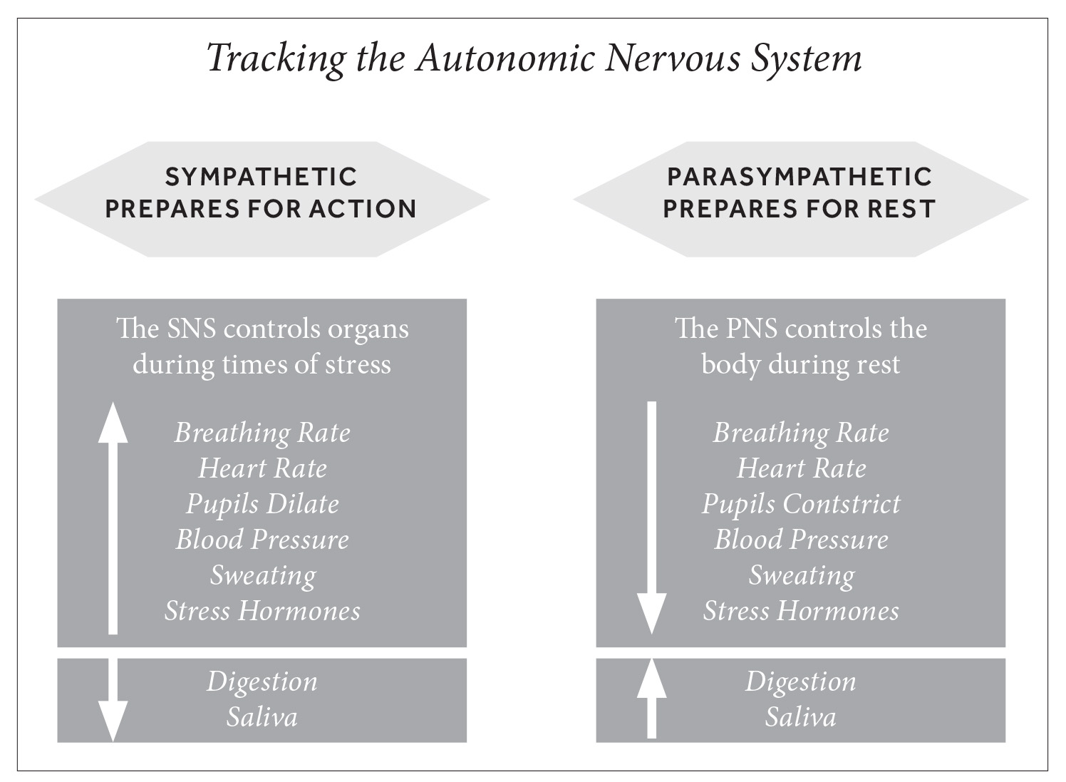 Black and white chart titled Tracking the Autonomic Nervous System, divided into two halves. The left of the chart is labelled Sympathetic Prepares for Action, with a box below showing The SNS controls organs during times of stress, with Breathing Rate, Heart Rate, Pupils Dilate, Blood Pressure, Sweating, and Stress Hormones shown going up, and Digestion and Saliva going down. The right of the chart is labelled Parasympathetic Prepares for Action, with a box below showing The PNS controls the body during rest, with Breathing Rate, Heart Rate, Pupils Constrict, Blood Pressure, Sweating, and Stress Hormones shown going down, and Digestion and Saliva shown going up.