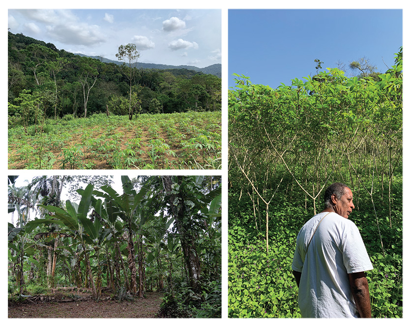 3 Colour photographs: Planted fields with trees and hills in the background; Tree crops and a man standing in front of tree crops, facing away from the camera.