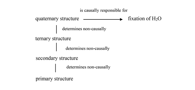 Black and white diagram: The following 4 expressions one on top of the other, linked by 3 vertical lines, from bottom upwards: “primary structure”, “secondary structure”, “ternary structure”, “quaternary structure”. Right to each vertical line: “determines non-causally”. Arrow pointing right links “quaternary structure” to “fixation of upper H subscript 2 upper O”. Over the arrow: “is causally responsible for”.
