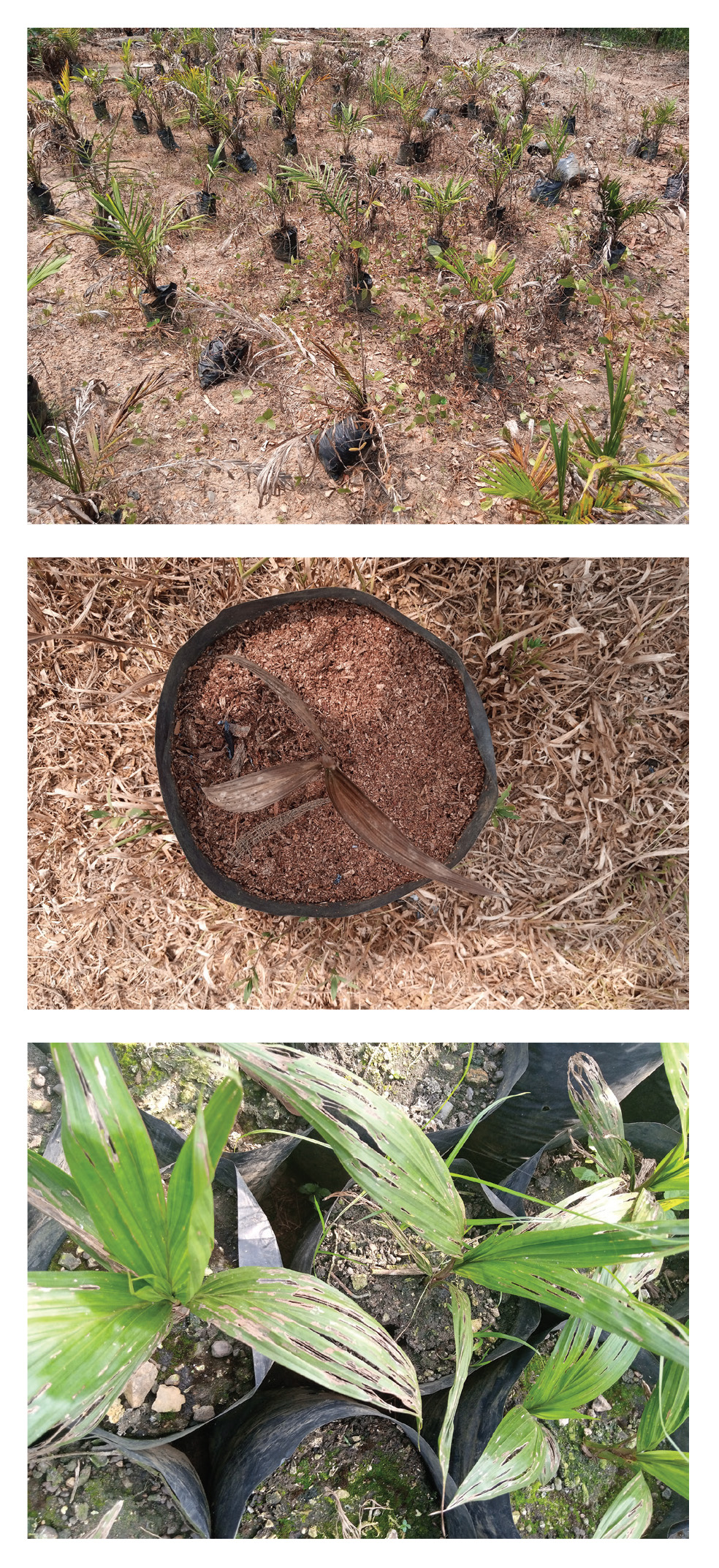 Colour photographs: a) Photo shows palm seedlings drying up in rows in dry ground. b) Photo shows close up of single palm seedlings drying up in dry ground. c) Photo of palm seedlings with split, damaged leaves.