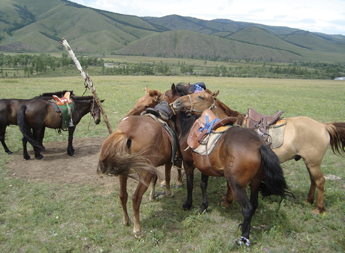 Group of takhi huddled together in a field