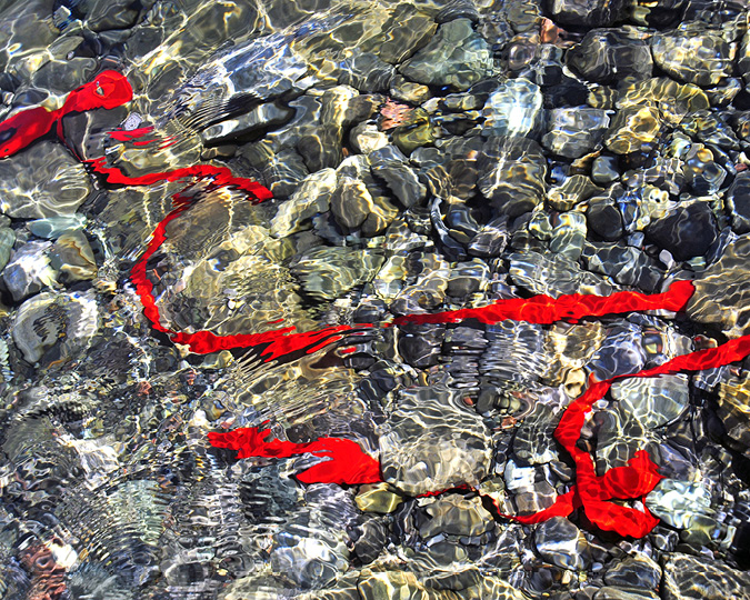 Swirls of survey tape submerged in a rocky river bed are glowing in sunlight. The patterns of swirling survey tape, moving water and glistening light create a sense of movement.