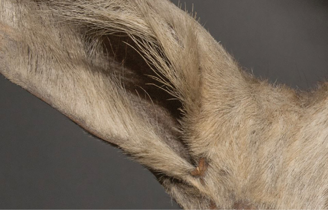 Photo of the ear of a bluebuck