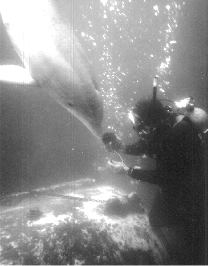 Scuba diver feeding dolphin