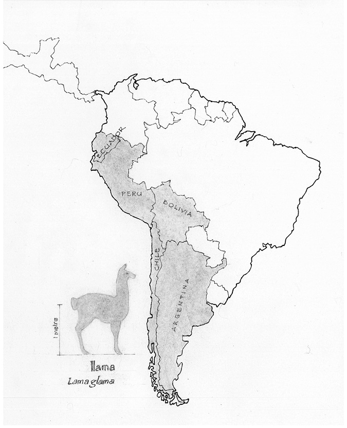 Hand-drawn map of South America with illustration of llama on left-hand side of map