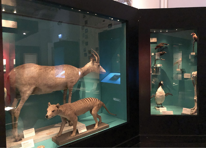 Photo of taxidermied bluebuck and thylacine in a glass case exhibit