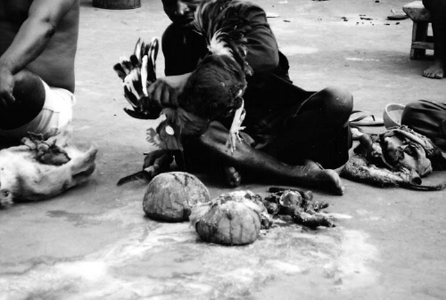 A man sacrifices a red rooster.