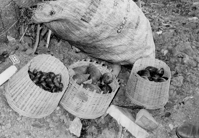 A black and white photograph shows three baskets having large snails in them and there is a rag behind the baskets.