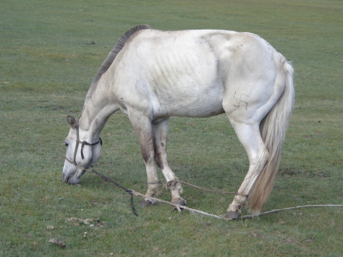 Takhi grazing
