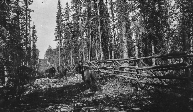 Black and white photograph: Prairie bison calves are running down a forestry cutline which is covered in brush and wood debris. The calf closest to the camera is in motion, causing its legs to be blurred. On either side of the cutline is a wooden-post fence. Behind the fence is a dense evergreen forest.