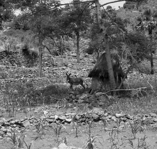 A small hut with a thatched roof and a stone-lined boundary lies in a field of many trees. A donkey stands nearby.