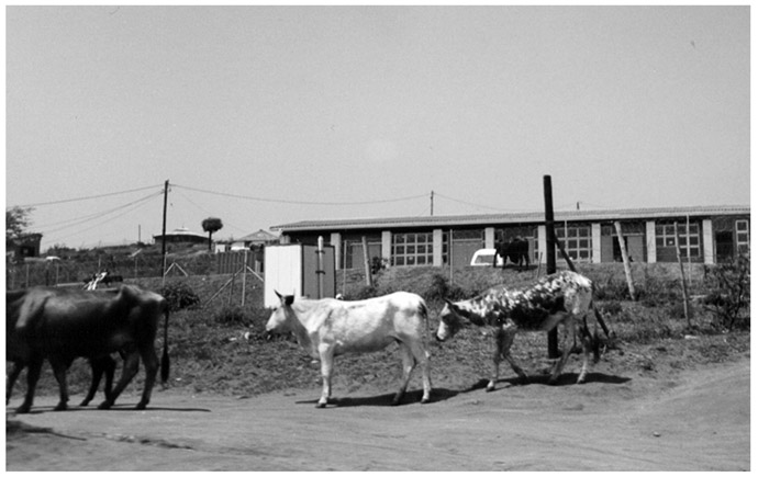 A black and white photograph of KwaXimba cattle, seen outside the Community Hall, moving on the dirt road.