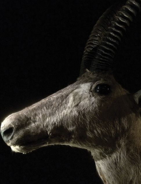 Photo of the head of a bluebuck