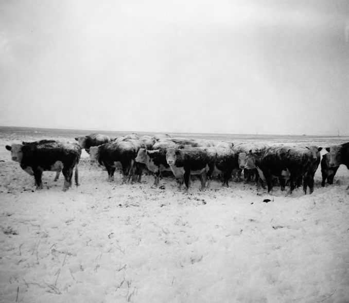 A photograph shows a group of cattle standing on a large piece of land. All of them are looking in the same direction.