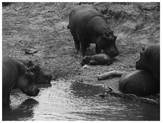 A black and white photograph of Hippopotamus bloat and the new born, in a waterbody in Ghana.