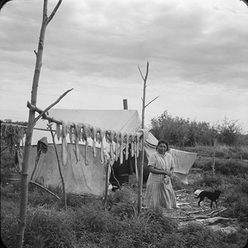 Black and white photograph: Ester Adam stands among brush beside a wooden drying rack. The drying rack is built of three thin trees. Two are spaced apart and standing upright, supporting the third tree which is hung horizontally across the branches of the two standing trees. White fish are hanging to dry. Ester’s hair is pulled back. She is wearing a striped, white and grey dress that goes below her knees. She looks directly at the camera. Behind her is a tent made of wood and canvas, and beside her is a small black dog.