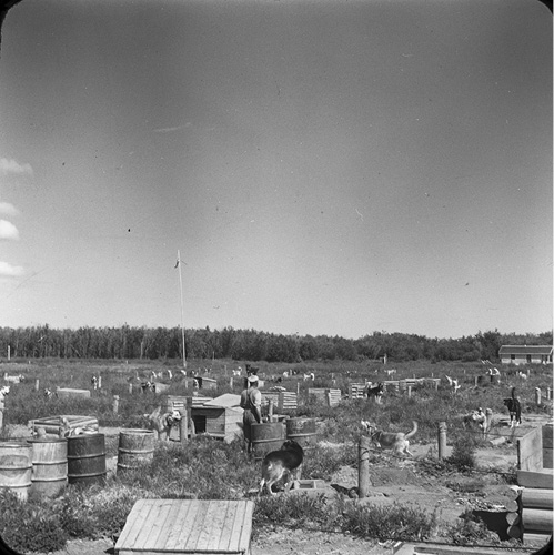 Black and white photograph: A large field of shrubs where many wooden doghouses and metal barrels stand. The doghouses are separated by wood posts and rope fences. At each doghouse there is a large, long-haired dog. There is one person standing, looking out in the distance. In the back of the field is boreal forest. In the far right corner stands a wood-paneled cabin.