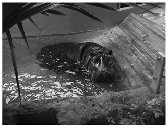 A black and white photograph of Hippopotamus in pool water at the Zoo. It has a overhead covering made of leaves.