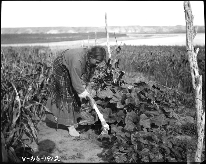 Black and white photo of Mahidiweash (Buffalo Bird Woman) bent at the waist hoeing squash plants with a white bone hoe. Her dark hair is in braids. She wears a long dress with long sleeves and has a plaid shawl tied around her waist. The squash plants are to her right. Behind her, to the left, corn rows stretch back toward darker fields jutting into a river, and distant hills. To the right of the squash hills, more rows of crops stretch back to the river and the hills beyond. A wooden fence pole is in the foreground, connected by wire to four increasingly smaller poles, dividing Buffalo Bird Woman’s squash from the next garden. 