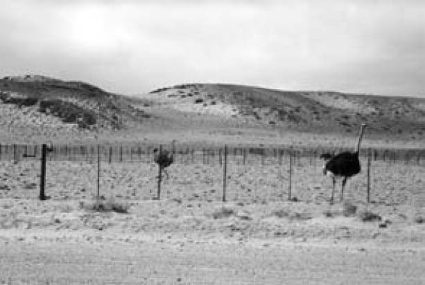 A couple of ostriches in the vast Ostrich farm area lined with hills.