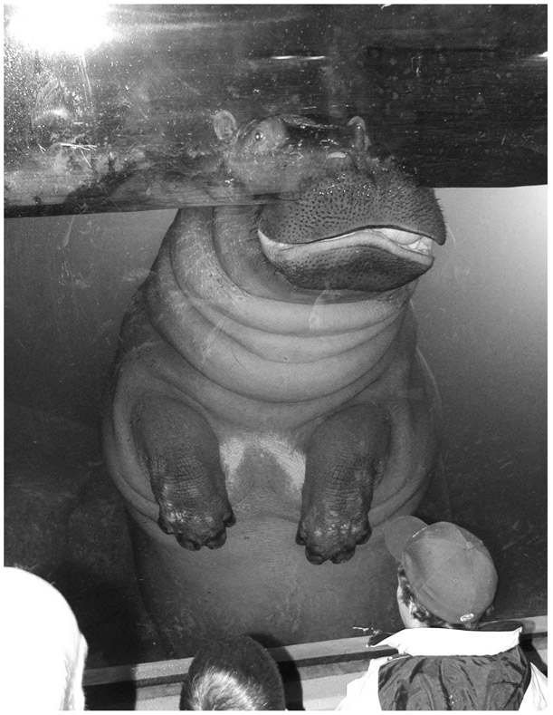 A black and white photograph of Hippopotamus in a transparent pool at the Zoo, and visitors watch at the exhibit.