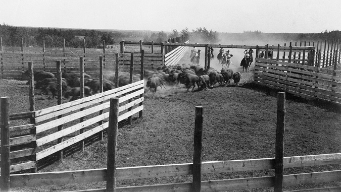 Black and white photograph: Nine people on horses are herding bison into a large, wood-paneled corral. The bison are running into the left corral. The activity from the bison and horses is creating a large dust cloud.