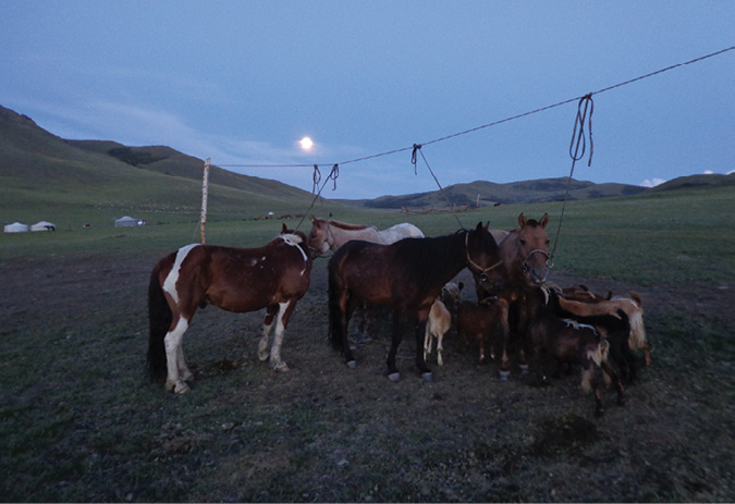 Takhi tethered on a zel line in a field