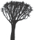 An acacia tree.