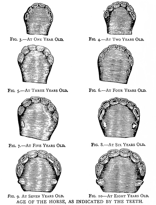 Diagram of eight cross-sections of a horse's mouth and teeth