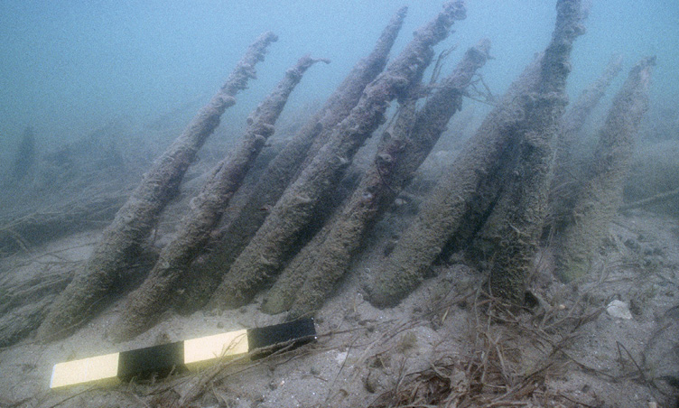 Colour Photograph. Underwater photo of many rounded wooden poles sticking out from the sand. They are covered in algae. A black and yellow photo scale is lying on the sand in front of them to indicate how large they are.