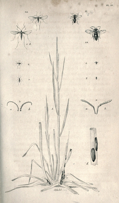 Illustration of Hessian fly and plants