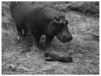 A black and white photograph of Hippopotamus with its newborn in Ghana.
