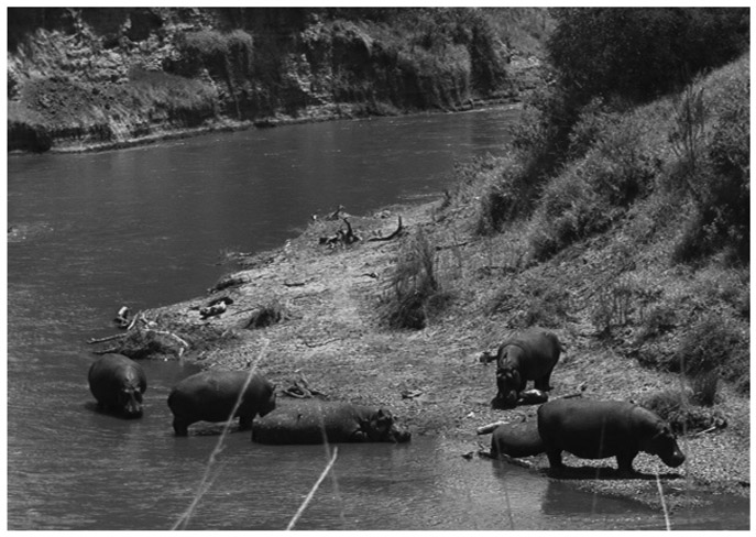 A black and white photograph of Hippopotamus bloat with their young ones, in a waterbody in Ghana.