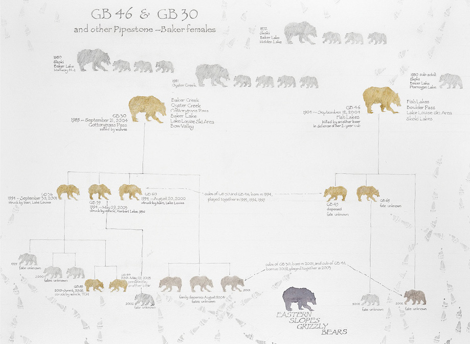 Hand-drawn diagram of grizzly bear family tree