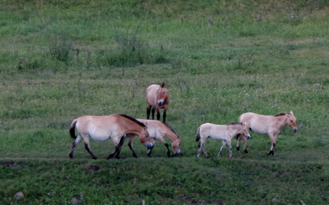 Takhi in a field