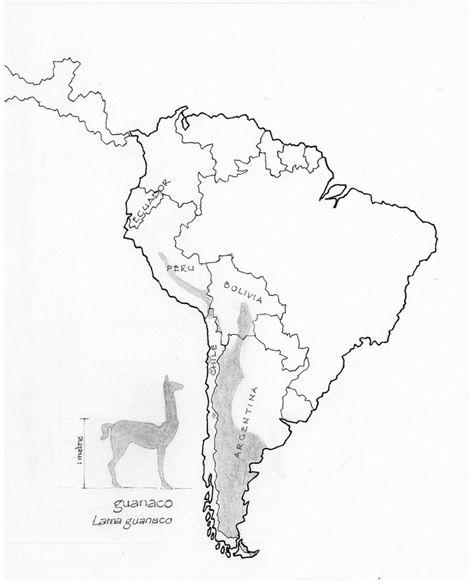 Hand-drawn map of South America with illustration of guanaco on left-hand side of map