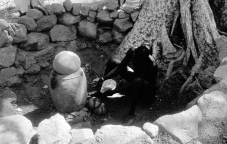 An elderly man sits in front of a tree, inside a stone-lined pit. He pours beer on a stone. A tall, narrow, neck-less storage vessel, capped with a spherical stone sits nearby.