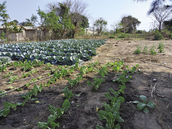 Colour photograph: Photo of a field crisscrossed by hoses, with rows of cabbages and spinach plants growing well.