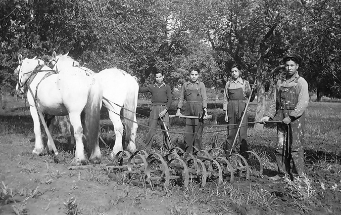 Black and white photograph: Four male students wearing overalls standing behind two white horses pulling a plow.  There is a stand of trees behind them.  It looks to be hard work.