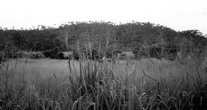 A black and white photograph of Forested hills and the grassy valley of the Akyem Abuakwa kingdom near Kyebi, Eastern Region, Ghana.
