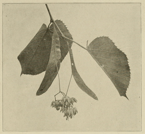 Blossom and leaf of basswood