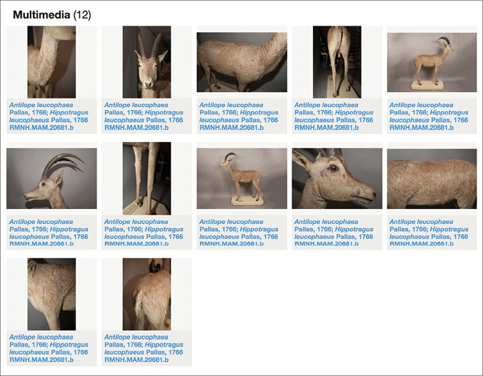 Gallery of images of taxidermied bluebucks