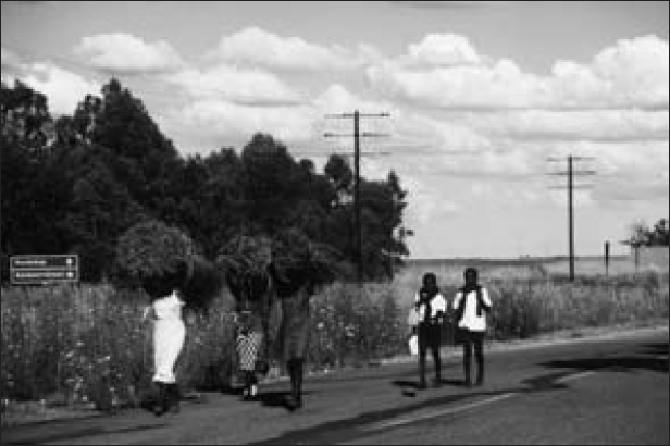 Three women are carrying firewood along a road lined with trees, bushes, electricity poles and a sign board. A couple of people are seen walking behind them.