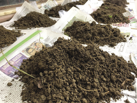 Colour photograph: Close up of rows of soil samples on pieces of newspaper on a shelf in a laboratory.