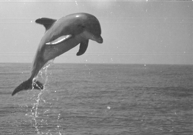 Dolphin jumping out of water